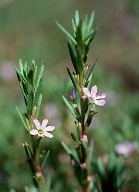 APII jpeg image of Lythrum hyssopifolia  © contact APII