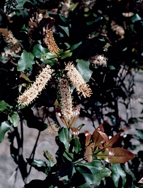 APII jpeg image of Macadamia ternifolia  © contact APII