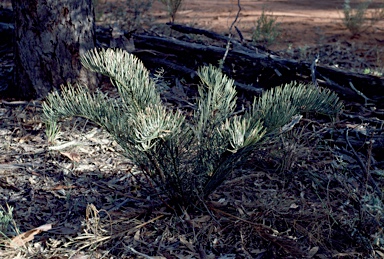 APII jpeg image of Macrozamia glaucophylla  © contact APII