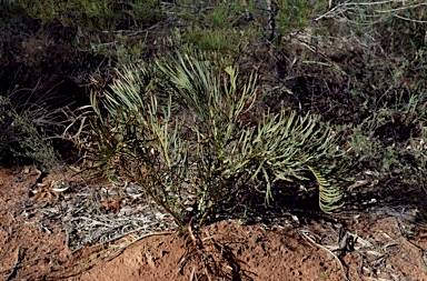 APII jpeg image of Macrozamia glaucophylla  © contact APII