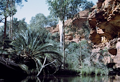 APII jpeg image of Macrozamia macdonnellii  © contact APII