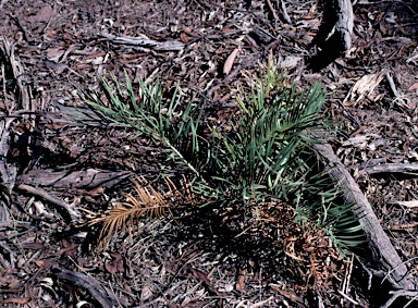 APII jpeg image of Macrozamia secunda  © contact APII