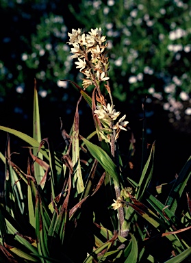 APII jpeg image of Milligania densiflora  © contact APII