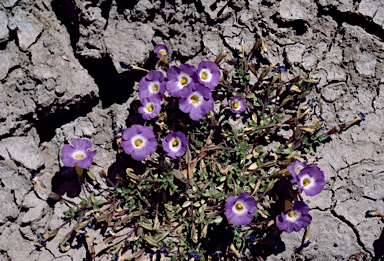 APII jpeg image of Elacholoma prostrata  © contact APII