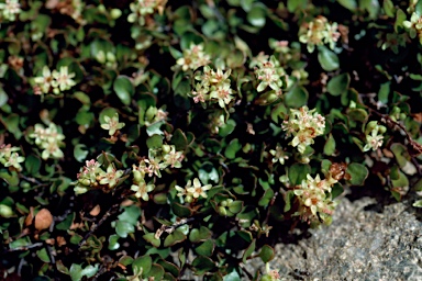 APII jpeg image of Muehlenbeckia axillaris  © contact APII