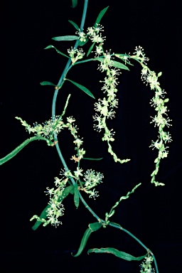 APII jpeg image of Muehlenbeckia florulenta  © contact APII