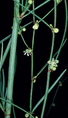 APII jpeg image of Muehlenbeckia diclina subsp. Gippsland (R.O.Makinson 1007)  © contact APII