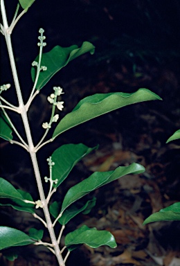 APII jpeg image of Sarcomelicope simplicifolia  © contact APII