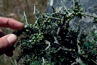 APII jpeg image of Melicytus angustifolius subsp. divaricatus  © contact APII