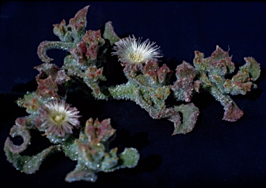 APII jpeg image of Mesembryanthemum crystallinum  © contact APII
