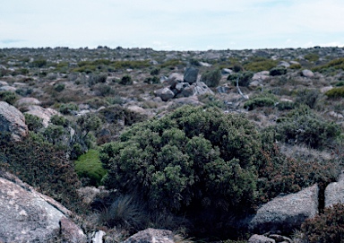 APII jpeg image of Ozothamnus hookeri  © contact APII