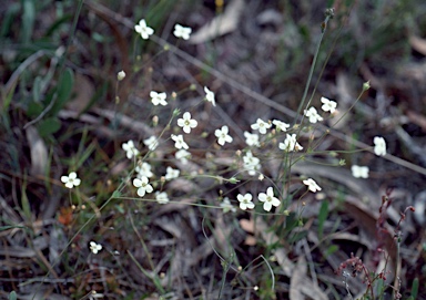 APII jpeg image of Mitrasacme polymorpha  © contact APII