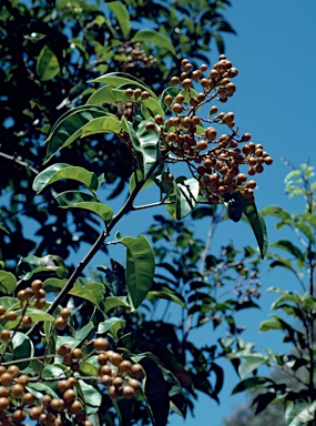 APII jpeg image of Mischocarpus pyriformis  © contact APII