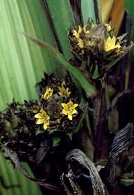 APII jpeg image of Molineria capitulata  © contact APII