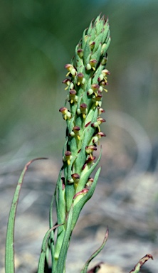 APII jpeg image of Disa bracteata  © contact APII