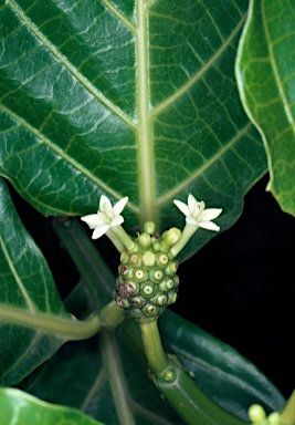 APII jpeg image of Morinda citrifolia  © contact APII