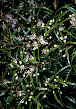 APII jpeg image of Myrceugenia stenophylla  © contact APII