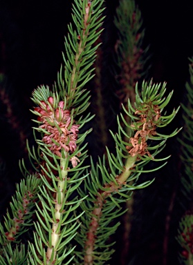 APII jpeg image of Myriophyllum crispatum  © contact APII