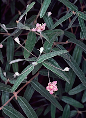 APII jpeg image of Lithomyrtus dunlopii  © contact APII