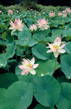 APII jpeg image of Nelumbo nucifera  © contact APII