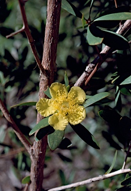 APII jpeg image of Neofabricia myrtifolia  © contact APII