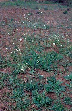 APII jpeg image of Nicotiana megalosiphon subsp. megalosiphon  © contact APII