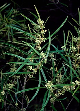 APII jpeg image of Notelaea linearis  © contact APII