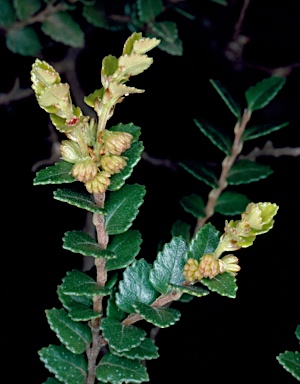 APII jpeg image of Nothofagus cunninghamii  © contact APII