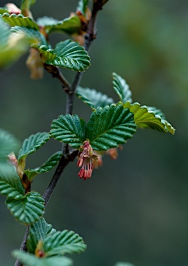 APII jpeg image of Nothofagus gunnii  © contact APII