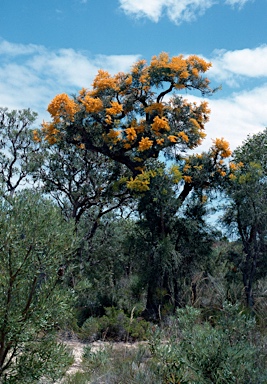 APII jpeg image of Nuytsia floribunda  © contact APII