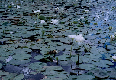 APII jpeg image of Nymphaea atrans  © contact APII