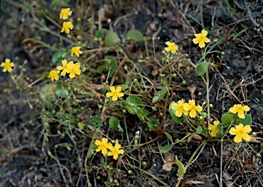 APII jpeg image of Nymphoides exiliflora  © contact APII