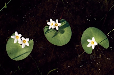 APII jpeg image of Nymphoides indica  © contact APII