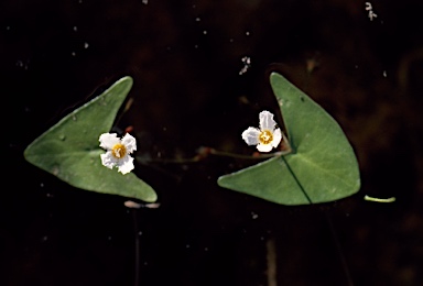 APII jpeg image of Nymphoides parvifolia  © contact APII