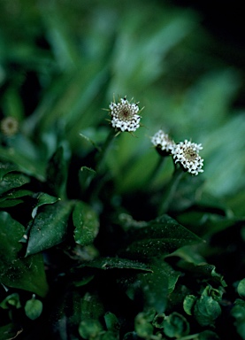 APII jpeg image of Nablonium calyceroides  © contact APII