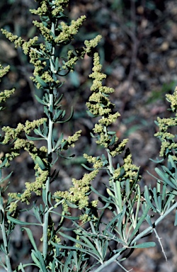 APII jpeg image of Chenopodium nitrariaceum  © contact APII