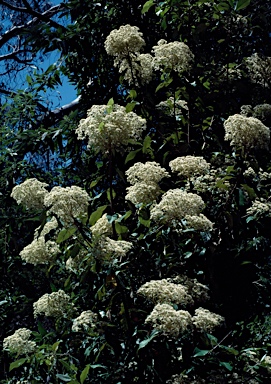 APII jpeg image of Olearia argophylla  © contact APII