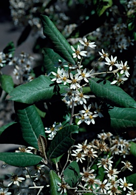 APII jpeg image of Olearia cydoniifolia  © contact APII