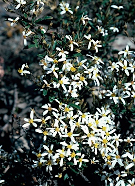 APII jpeg image of Olearia erubescens  © contact APII