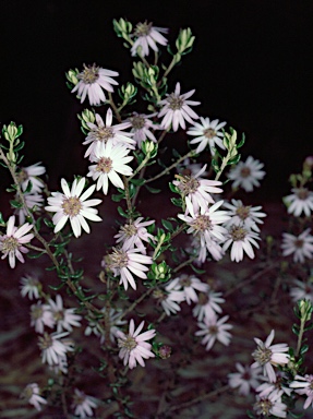 APII jpeg image of Olearia iodochroa  © contact APII