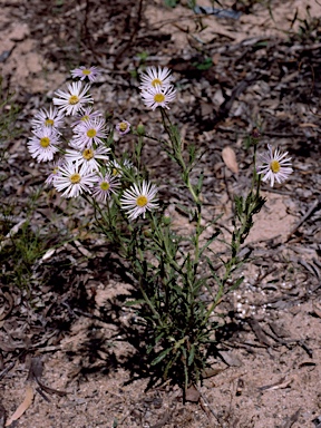 APII jpeg image of Olearia laciniifolia  © contact APII