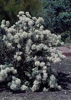 APII jpeg image of Olearia megalophylla  © contact APII