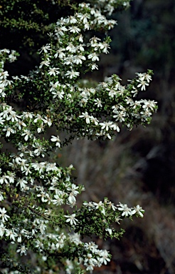 APII jpeg image of Olearia microphylla  © contact APII