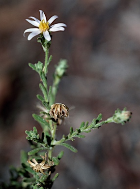 APII jpeg image of Olearia muricata  © contact APII