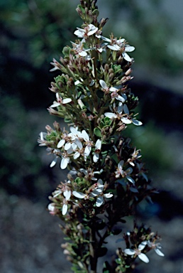 APII jpeg image of Olearia myrsinoides  © contact APII