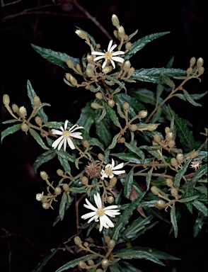 APII jpeg image of Olearia nernstii  © contact APII