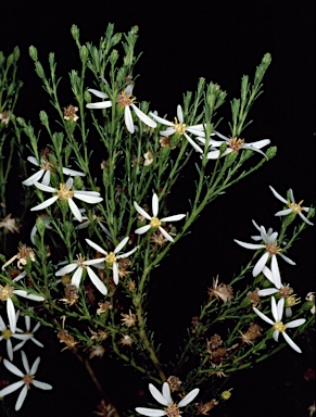 APII jpeg image of Olearia passerinoides  © contact APII