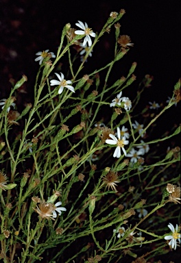 APII jpeg image of Olearia passerinoides  © contact APII