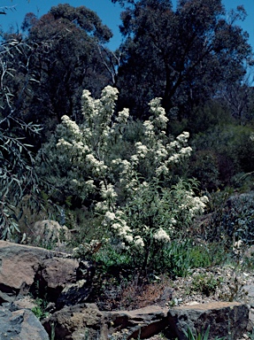 APII jpeg image of Olearia phlogopappa subsp. continentalis  © contact APII