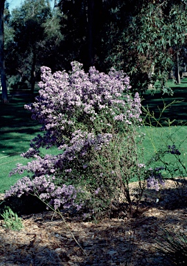 APII jpeg image of Olearia phlogopappa  © contact APII